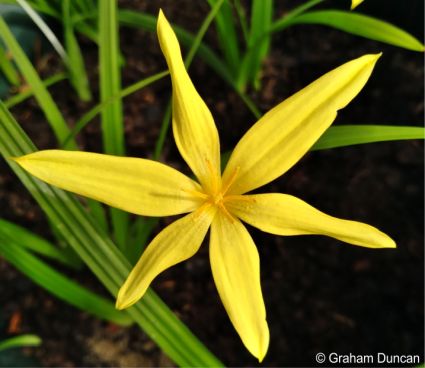 Star-shaped flower