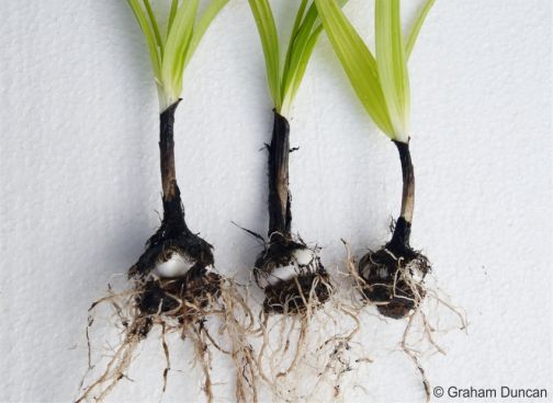 White corms, blackish tunics and sheaths