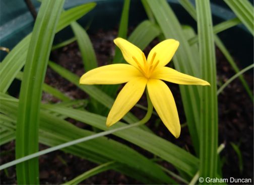 Flowers with a very long narrow pedicel