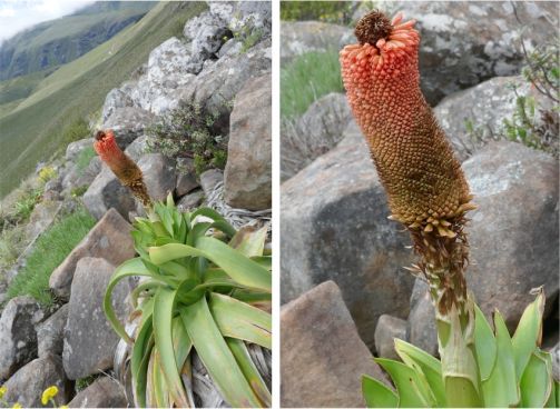 In flower in habitat