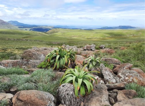 In habitat, Elandsberg, Eastern Cape