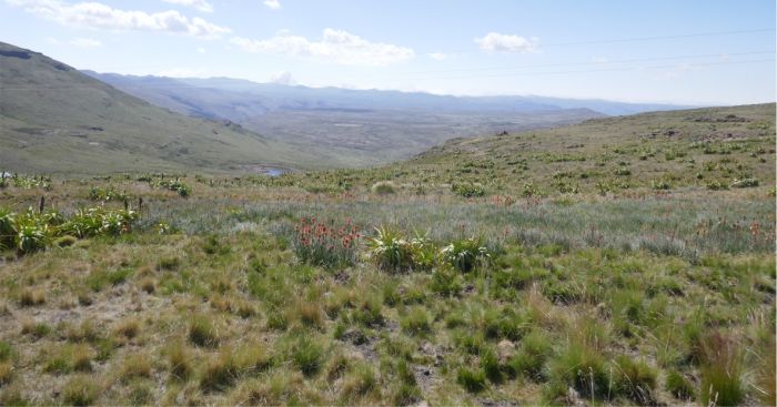 In habitat near Tiffendel, with Kniphofia caulescens