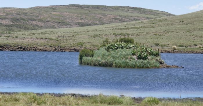 Growing on an island in the river