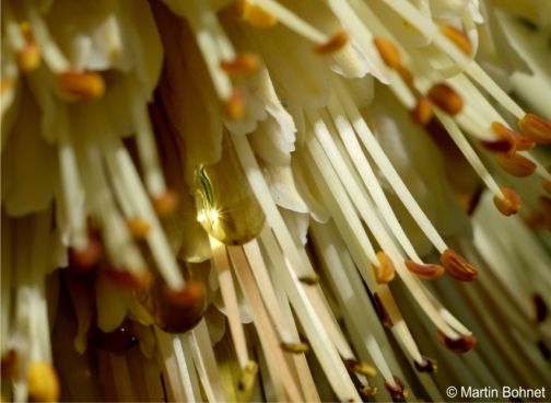 A nectar drop among the flowers of Kniphofia northiae