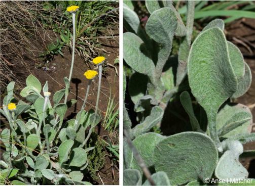 Helichrysum drakensbergense, leaves and flowering stems.