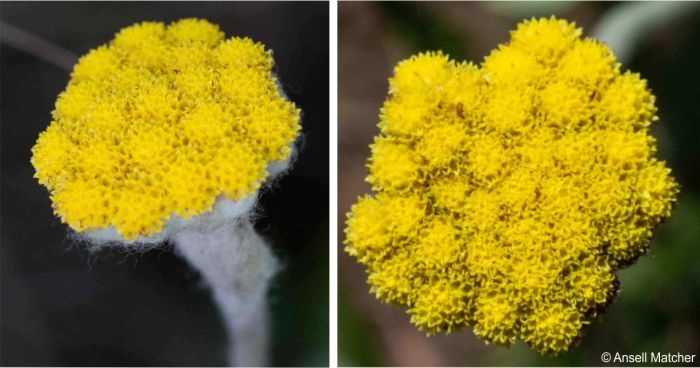 Inflorescence showing flower heads and flowers