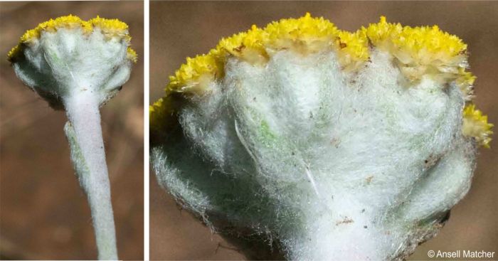 Inflorescence showing the woolly-hairy stem and underside, and the involucral bracts.