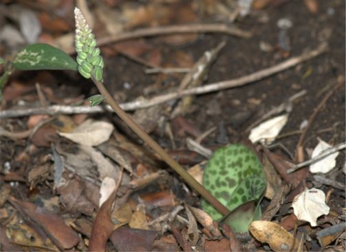 New inflorescence