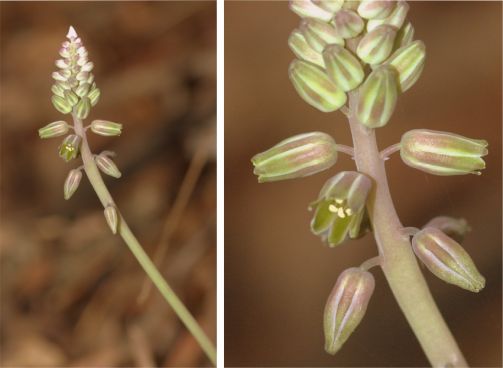 Inflorescence and flowers