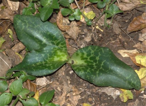 Ledebouria humifusa in habitat