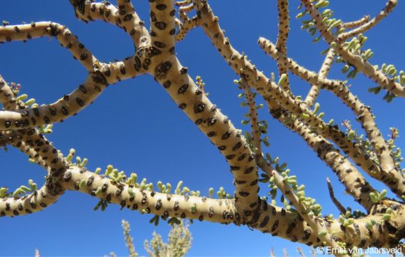 branches covered with conspicuous, regular, highly reduced spur-branches 