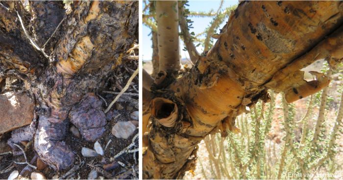 Base of stem showing maroon roots and peeling bark