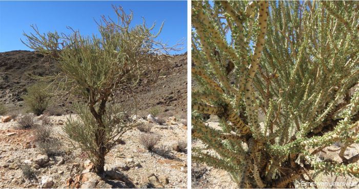 A mature plant growing among gneiss rocks near Swartkoppies Mine