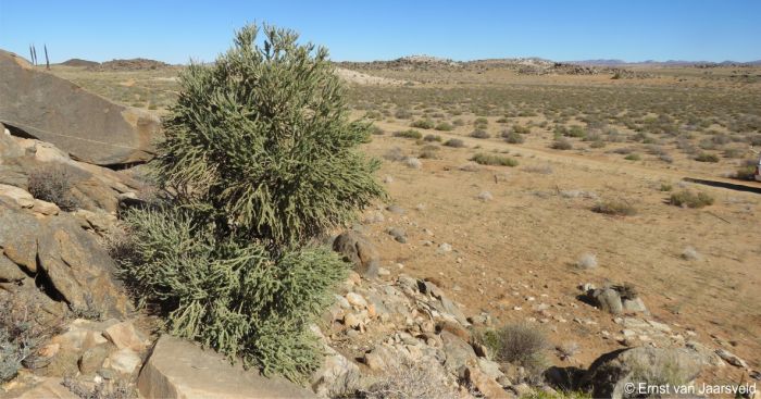 growing near the top of an exposed granite hill