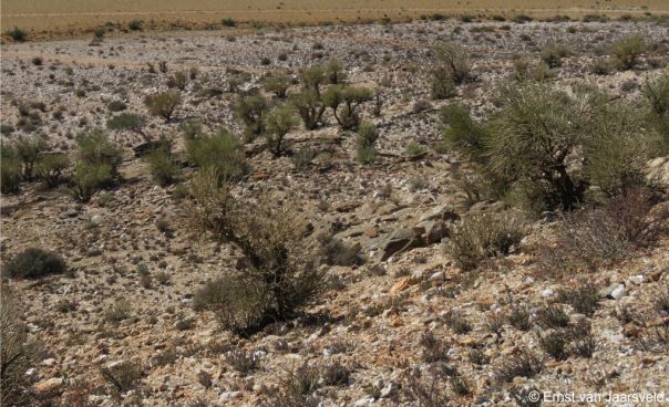 Typical stand in Bushmanland near Swartkoppies Mine