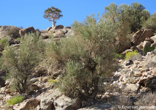 near the top of an exposed granite hill, sharing its habitat with Aloidendron dichotomum