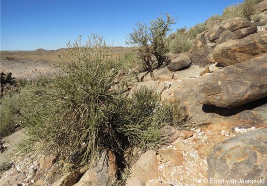 growing on the exposed northern slopes of a granite hill