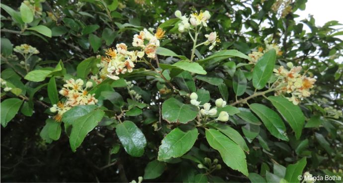 Grewia microthyrsa in flower