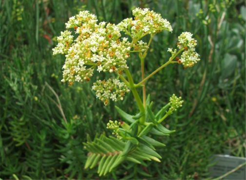 Crassula tetragona ssp. robusta