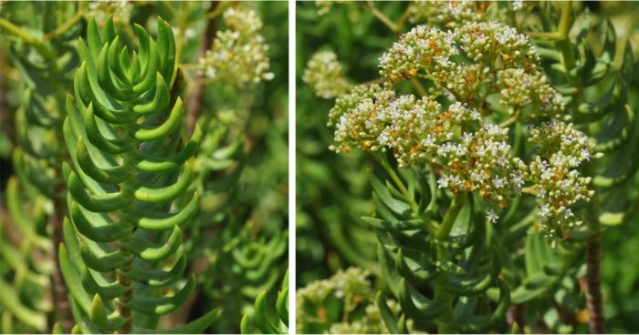 Crassula tetragona ssp robusta growing in Kirstenbosch