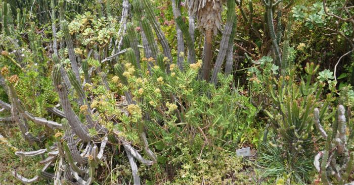 Crassula tetragona ssp robusta growing in the Mathews Rockery, Kirstenbosch