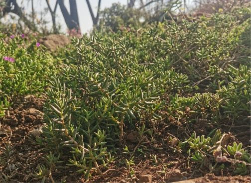 Crassula tetragona growing in the Walter Sisulu NBG