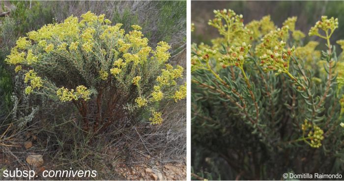 Crassula tetragona ssp connivens