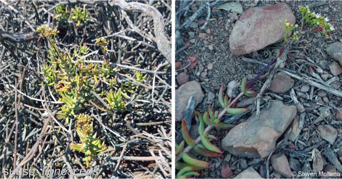 Crassula tetragona ssp lignescens