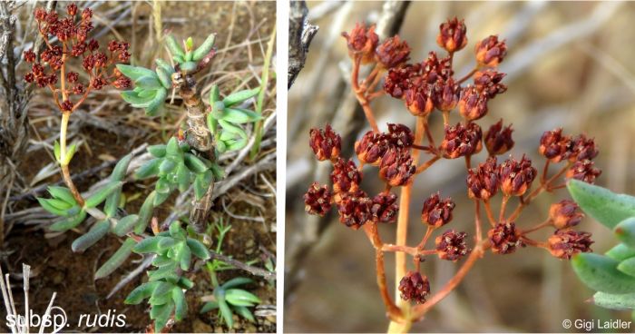 Crassula tetragona ssp rudis