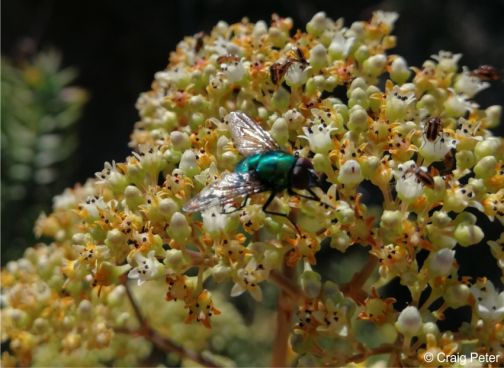 Crassula tetragona flowers attract many insects