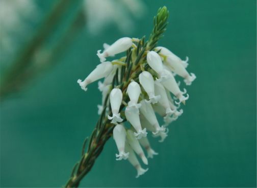 Erica heliophila 