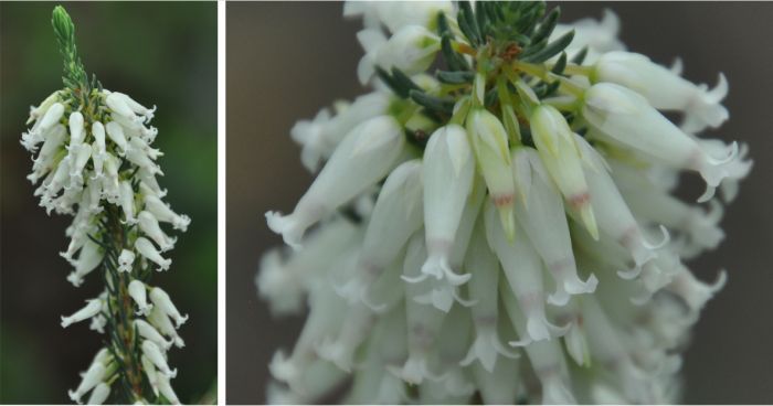 Erica heliophila flowers showing pedicels, calyx and bracts