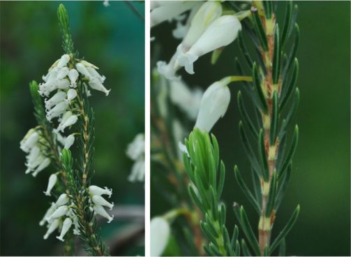 Erica heliophila showing upper and lower leaves