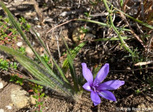 Babiana montana plant in flower in habitat