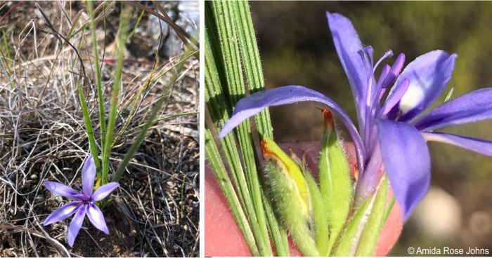 Babiana montana showing the rounded stigma and unequal stamens