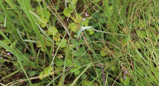 Grona setigera in habitat