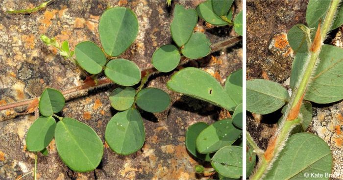 Leaves of Grona setigera, showing stipels