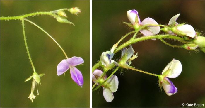 Grona setigera flowers change from lilac to white after pollination