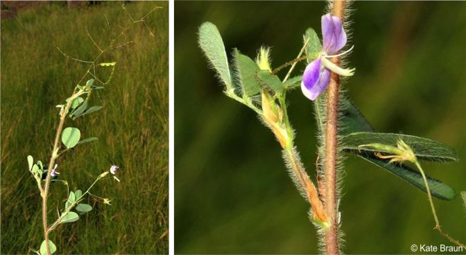 Grona setigera stem, showing pilose hairs