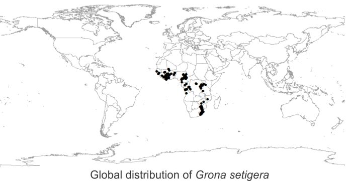 Distribution of Grona setigera