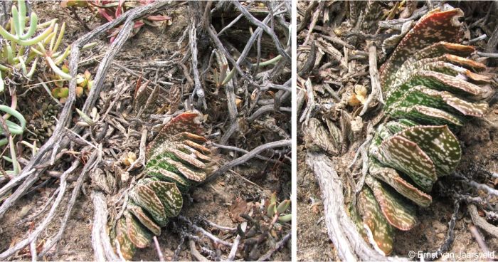 Gasteria retusa in habitat