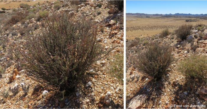 A group of mature Portulacaria fruticulosa plants growing among quartz hills near Swartkoppies Mine