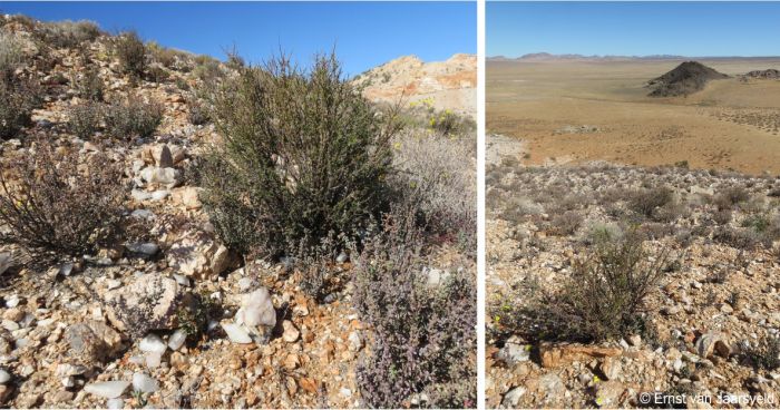 Portulacaria fruticulosa growing among mesembs and other succulents on top of Witnekke, Bushmanland