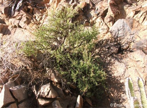 Portulacaria fruticulosa growing in the Richtersveld National Park