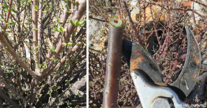 stems and leaves of Portulacaria fruticulosa 