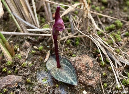 Disperis woodii in flower