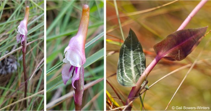 Disperis woodii, flower and leaves