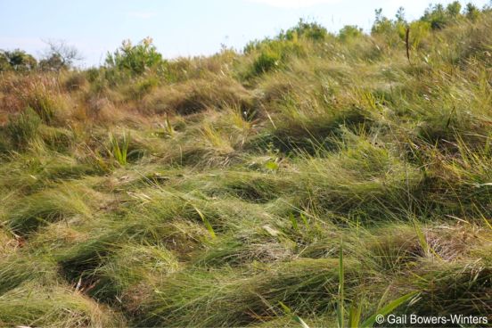 Habitat of Disperis woodii