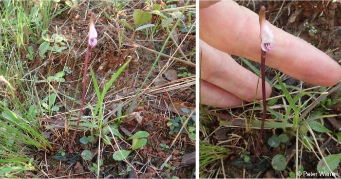 Disperis woodii, flower and leaves