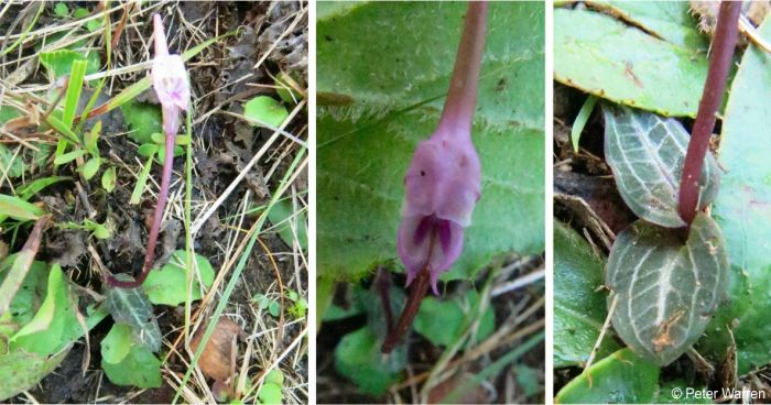 Disperis woodii, flower and leaves